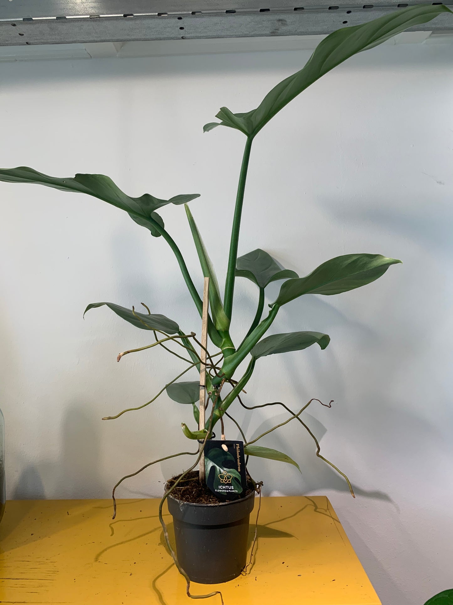 Plant Philodendron Silver Queen