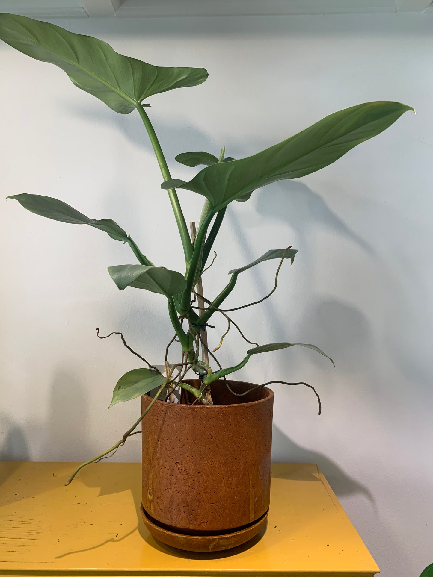 Plant Philodendron Silver Queen