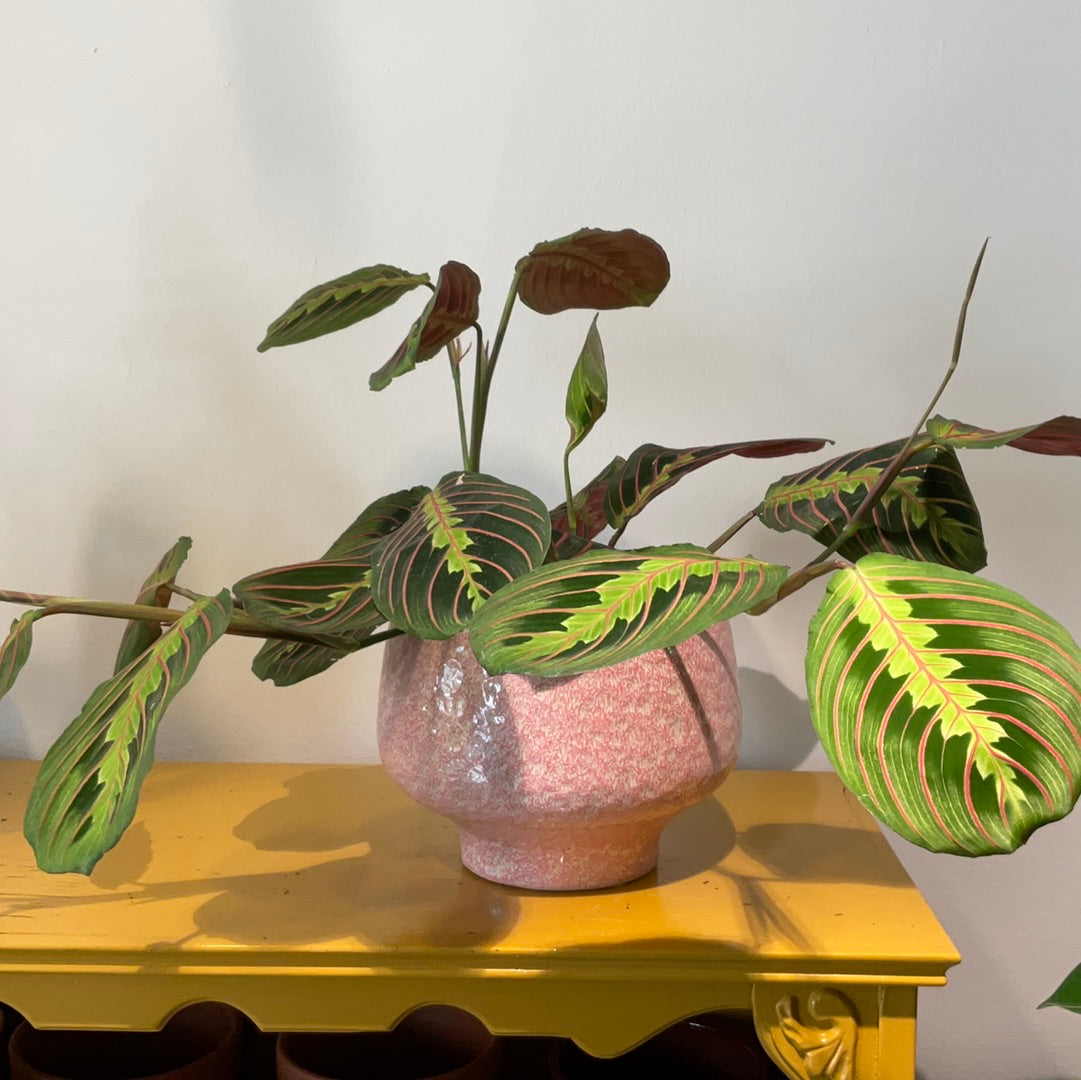 Plant Maranta leuconeura Fascinator