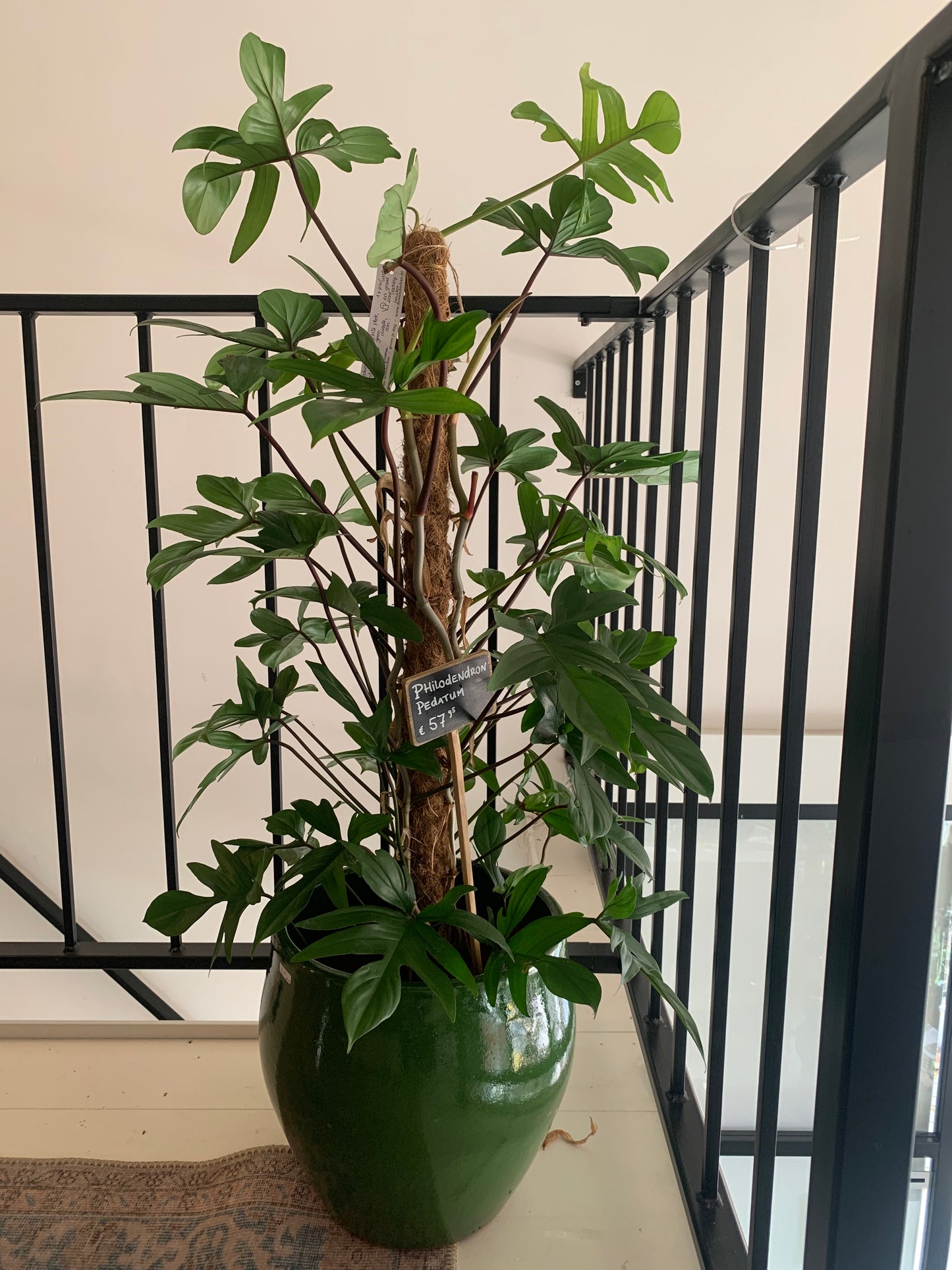 Plant Philodendron Pedatum