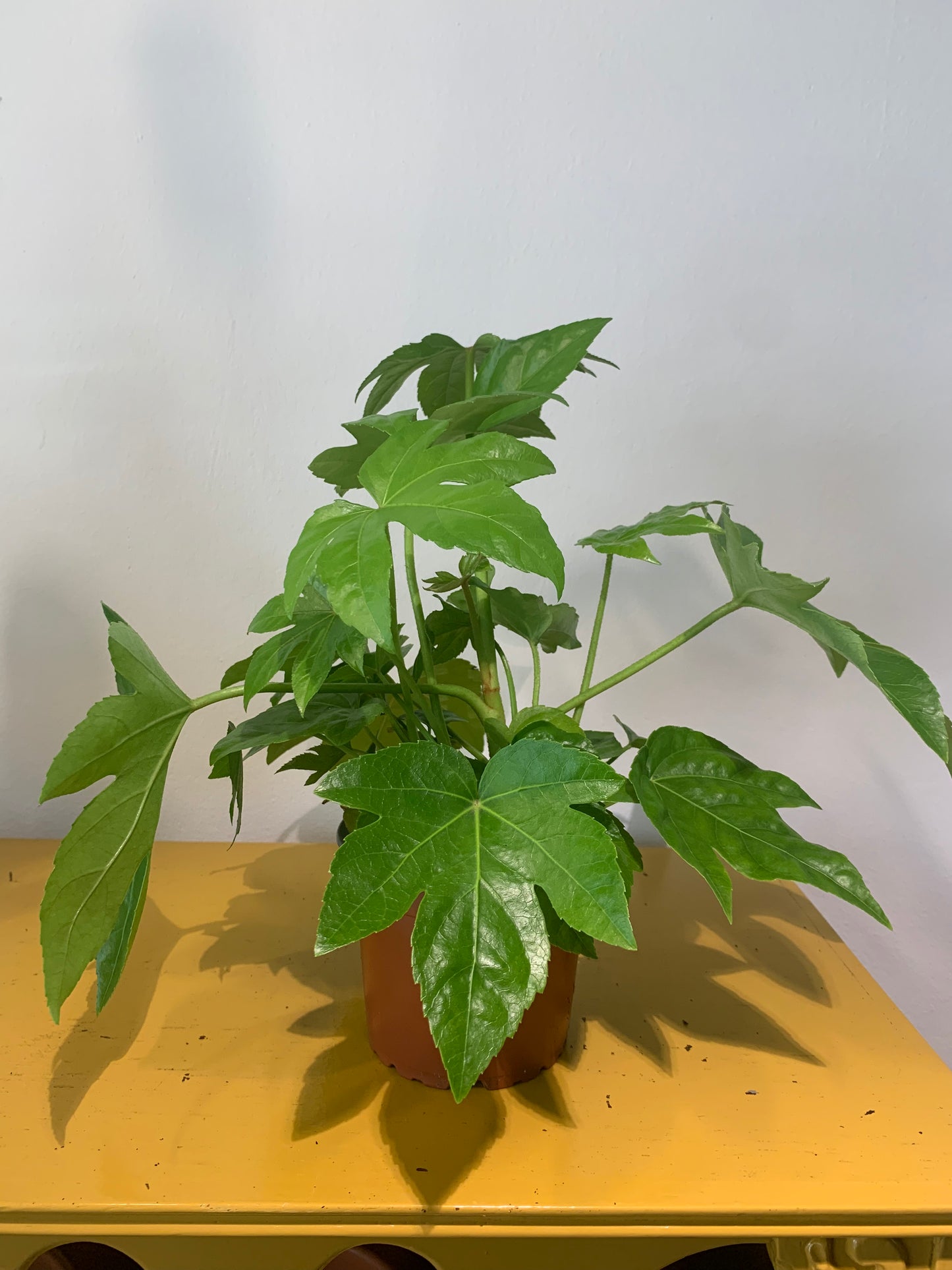 Plant Fatsia