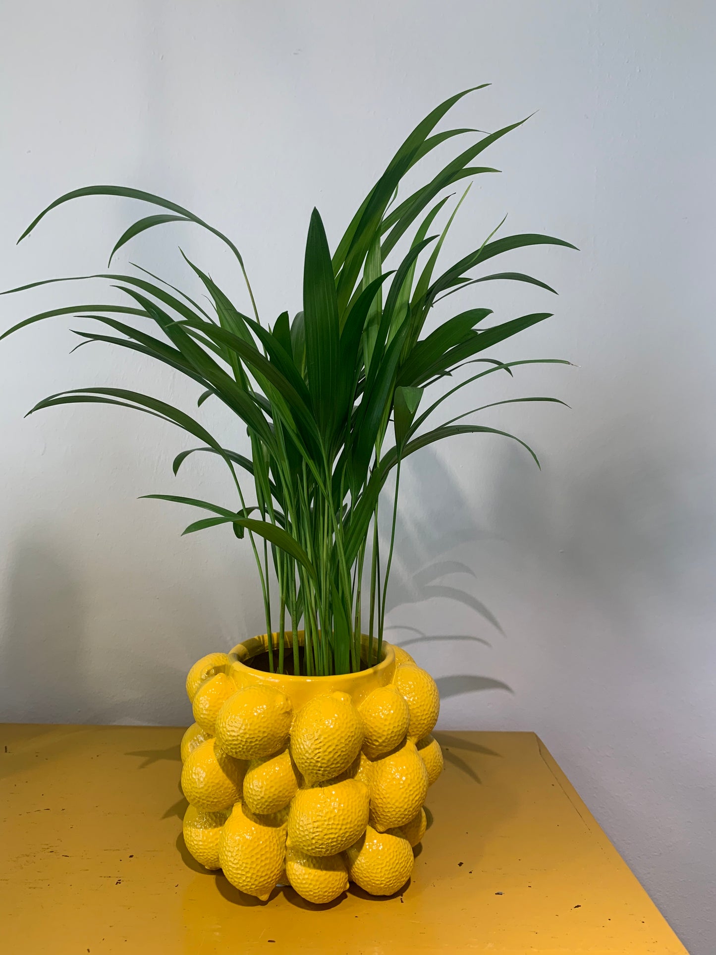 Plant Dypsis (Goudpalm)