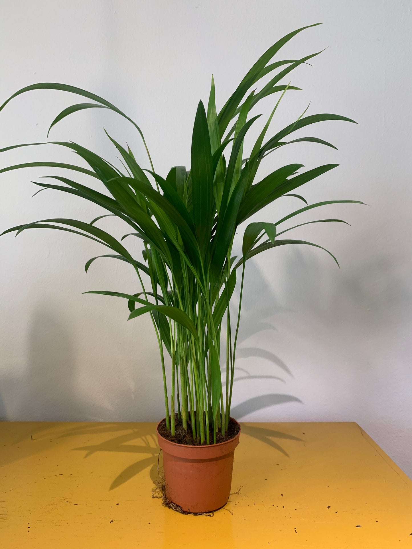 Plant Dypsis (Goudpalm)