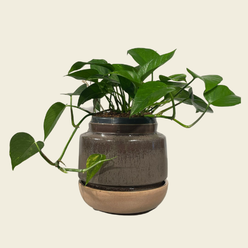 Bloempot bruin met beige schotel