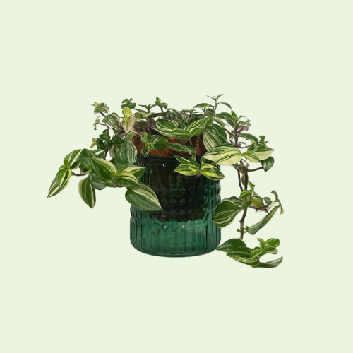Waxine licht houder, groen glas