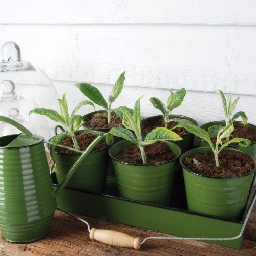 Gieter Esschert Design Licht groen