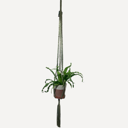 Groene macrame hanger