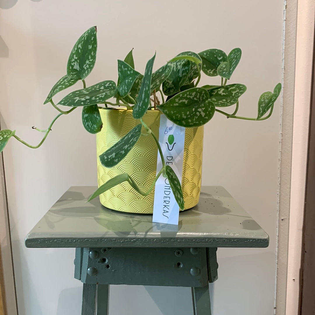 Plant Scindapsus