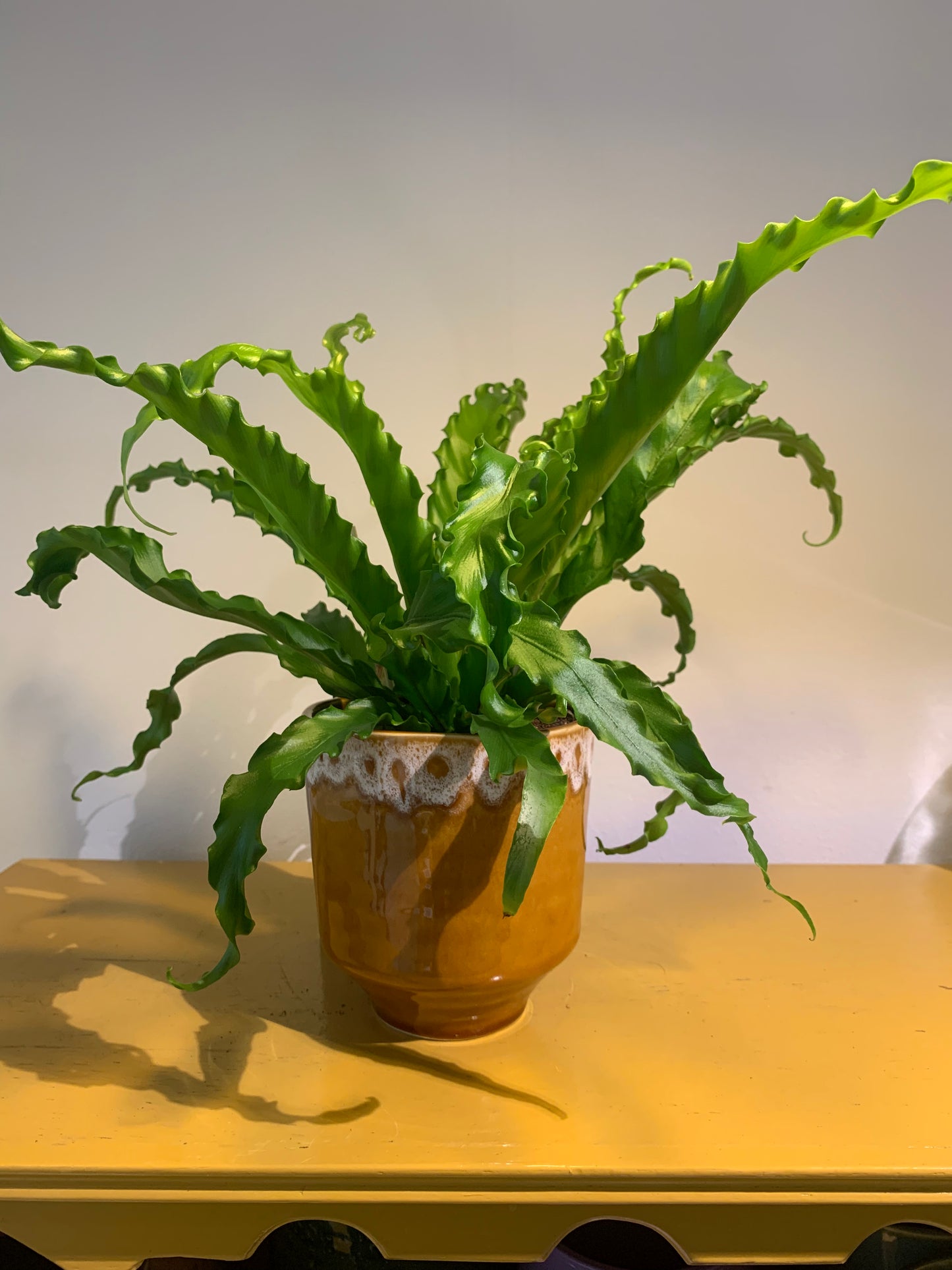Plant Asplenium (Nestvaren)