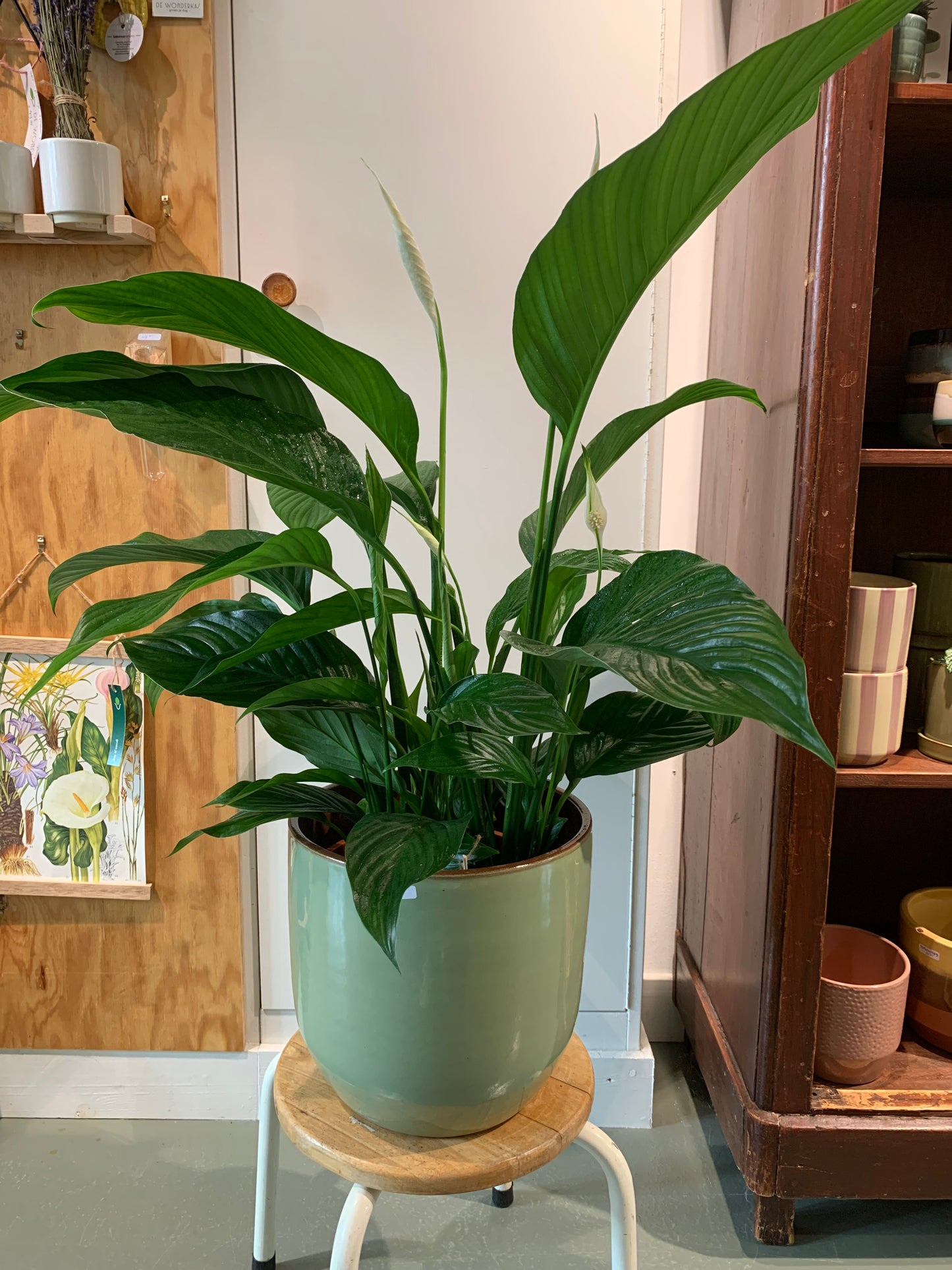 Plant Spathiphyllum (Lepelplant)