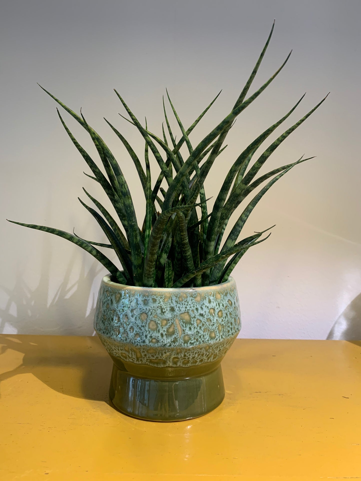 Plant Sansevieria