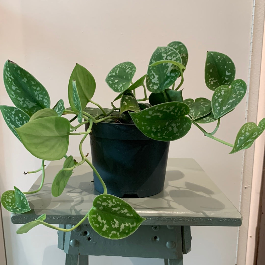 Plant Scindapsus