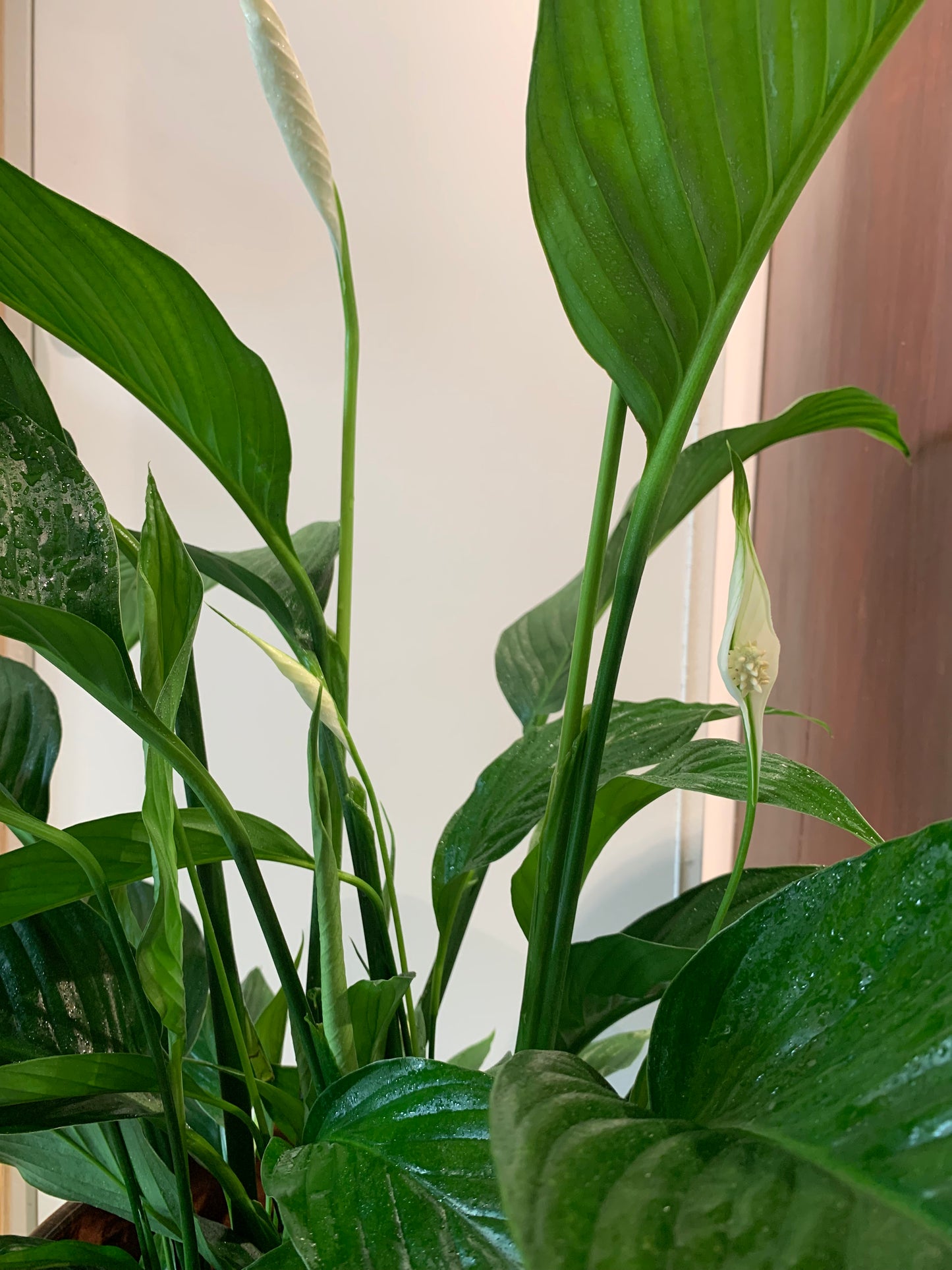 Plant Spathiphyllum (Lepelplant)