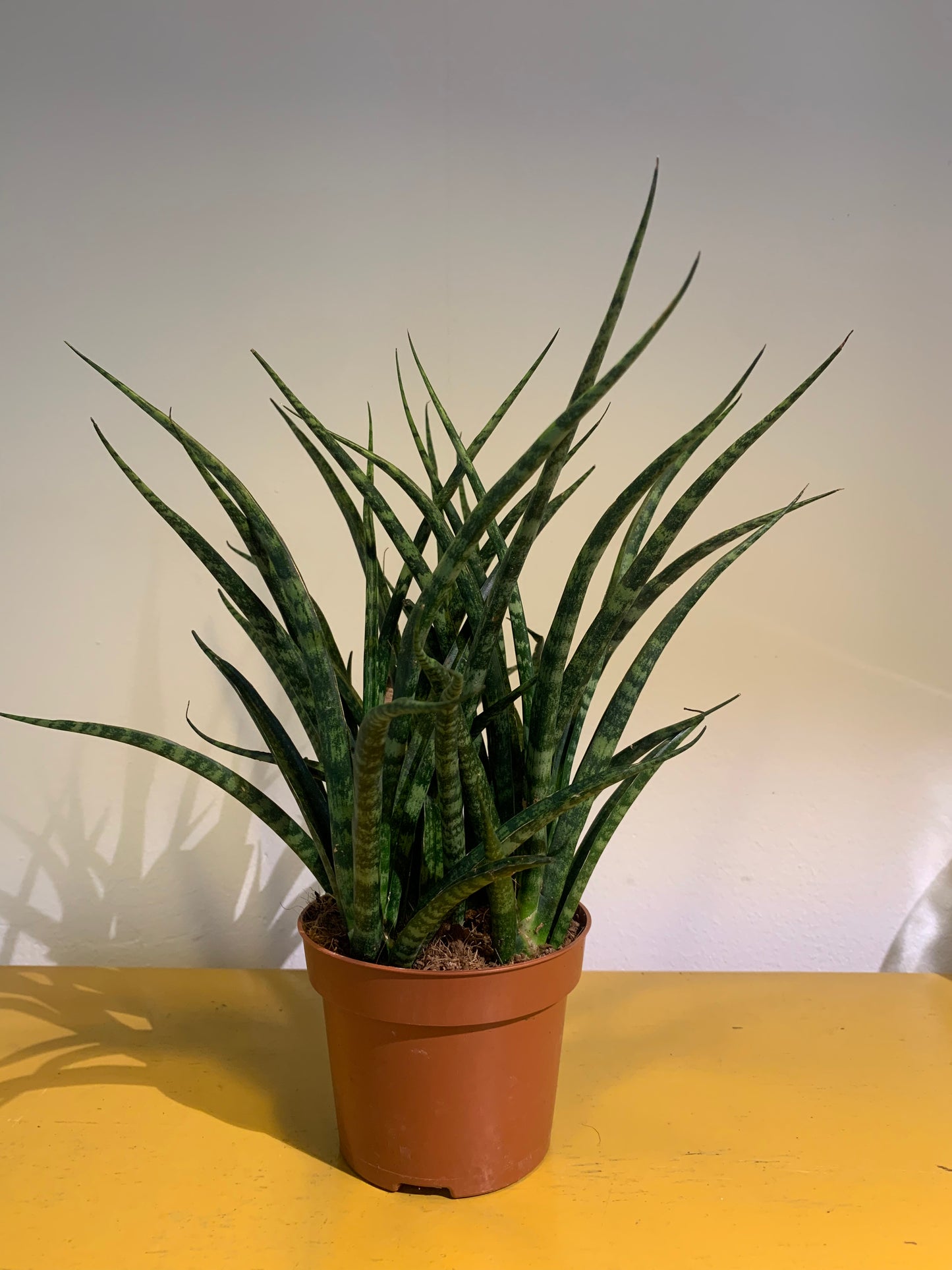 Plant Sansevieria