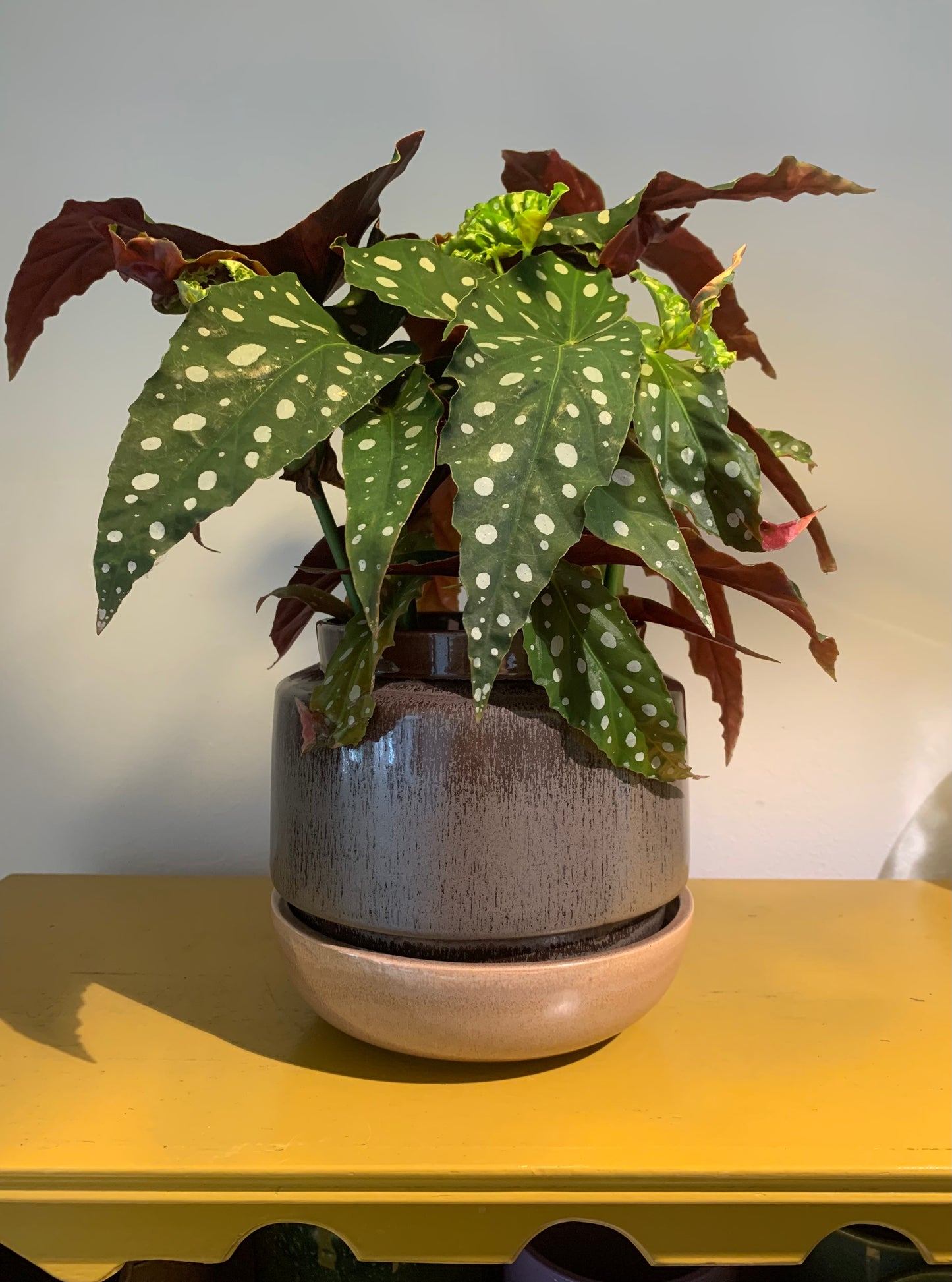 Plant Begonia maculata (Stippen begonia)