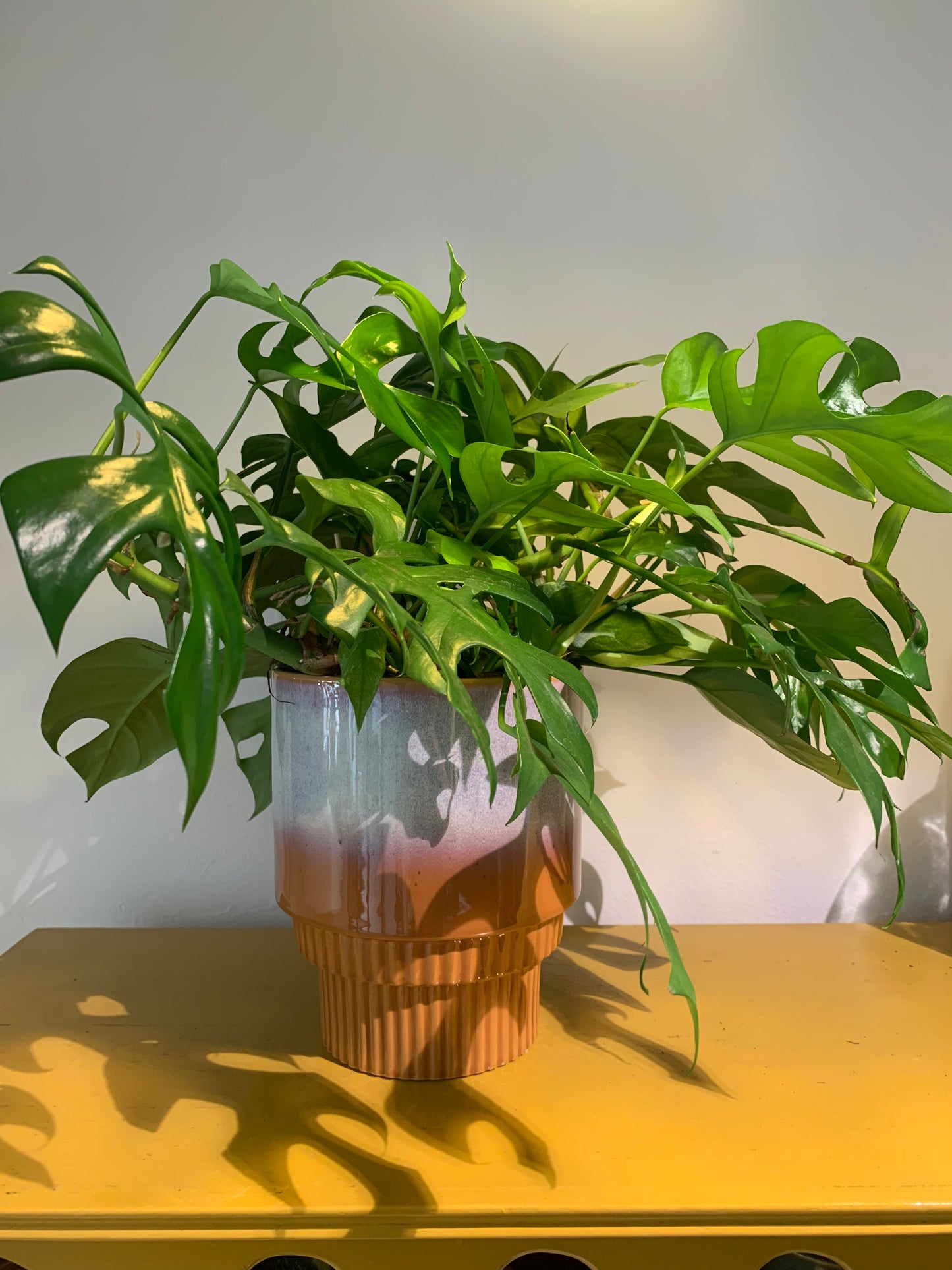 Plant Monstera minima ( Gatenplant)