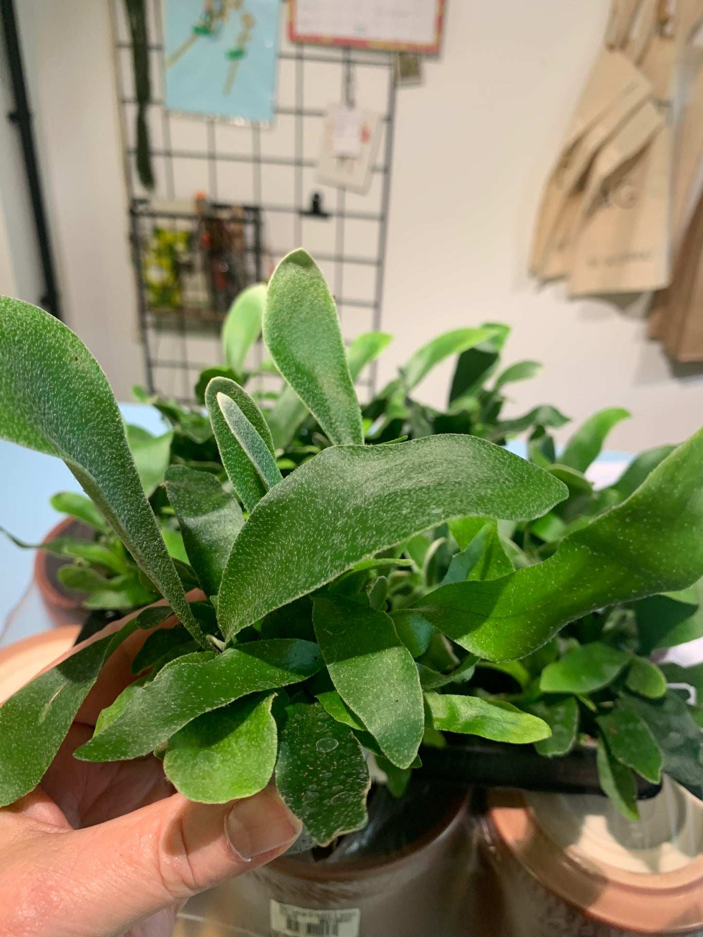 Plant Hertshoorn mini