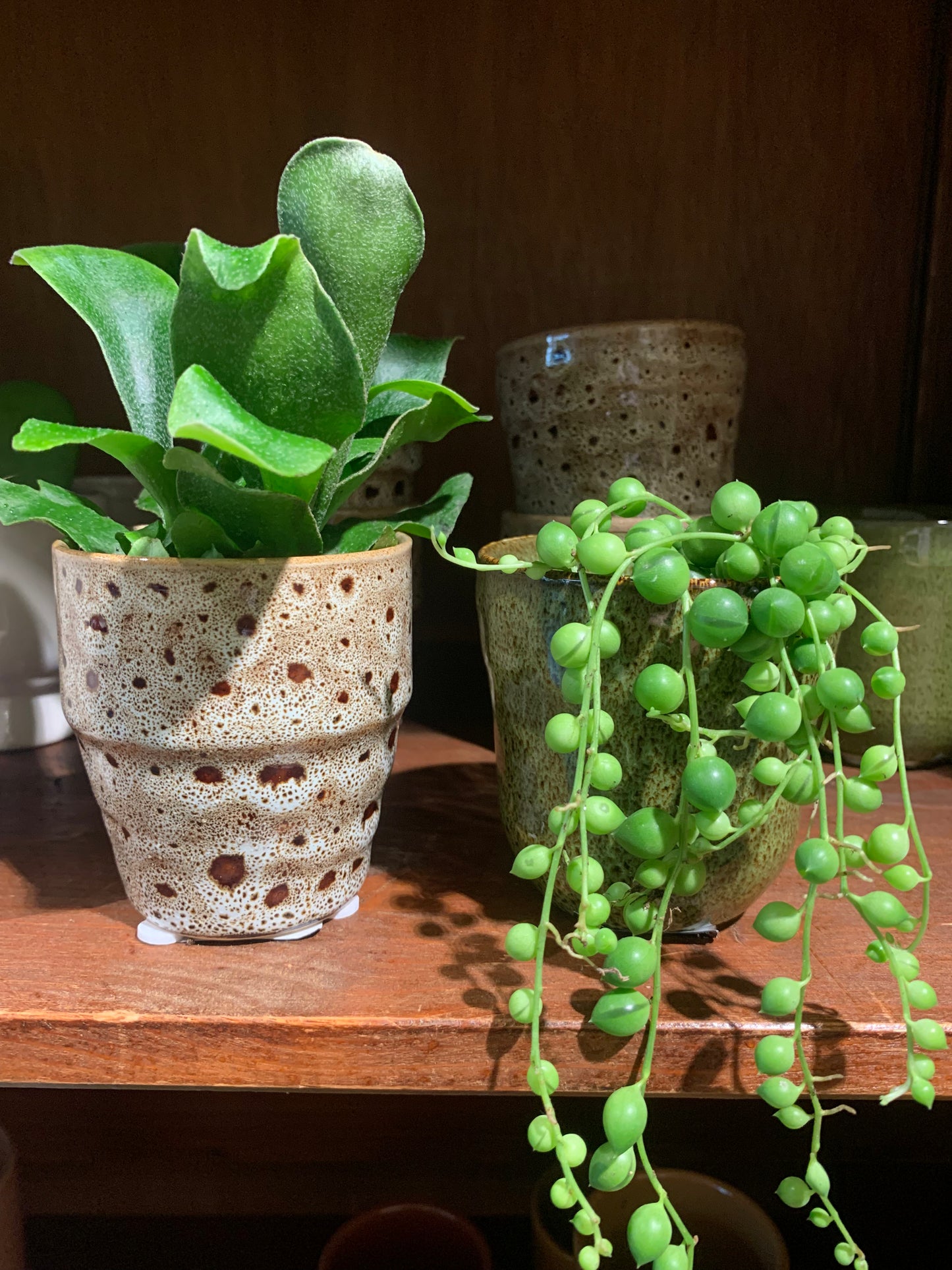 Plant Hertshoorn mini