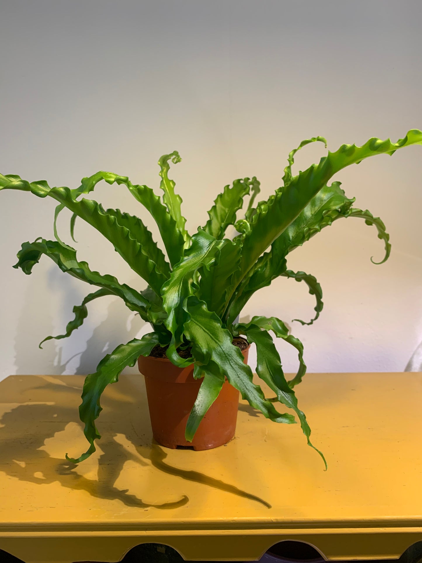 Plant Asplenium (Nestvaren)