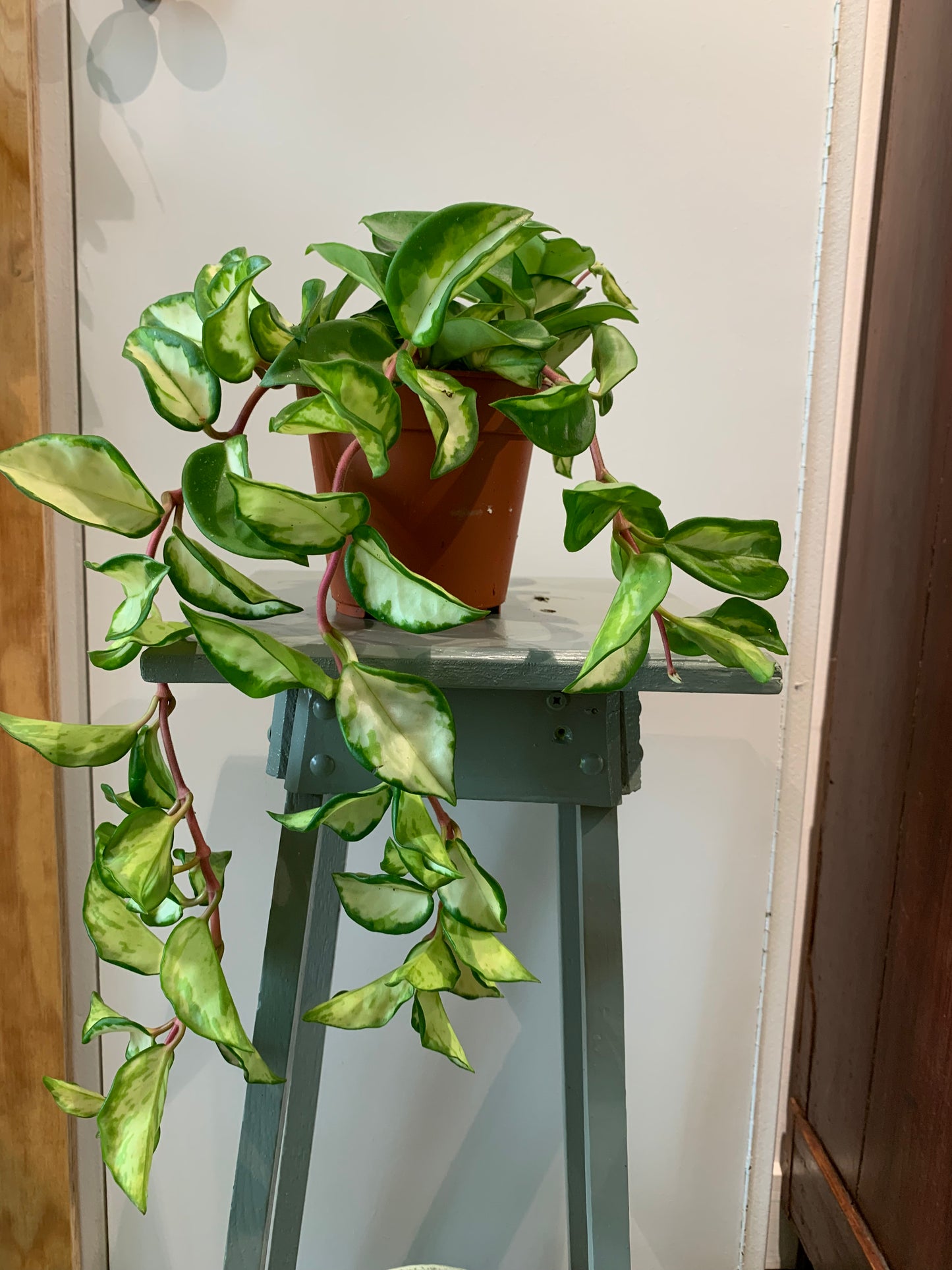 Plant Hoya carnosa tricolor