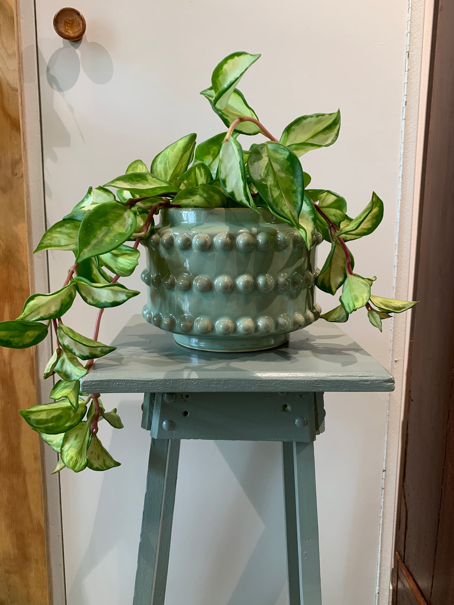 Plant Hoya carnosa tricolor