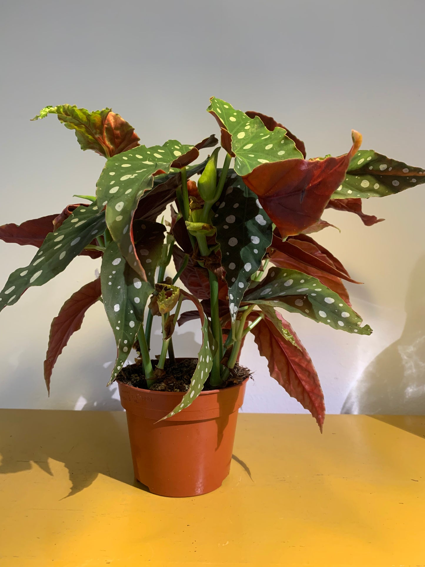 Plant Begonia maculata (Stippen begonia)