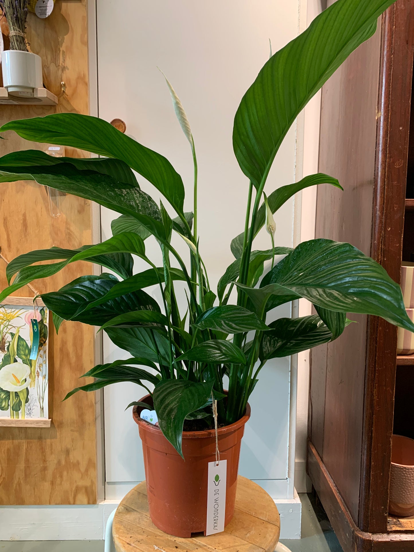 Plant Spathiphyllum (Lepelplant)