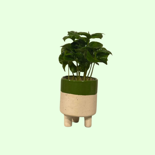 Bloempot wit met groen