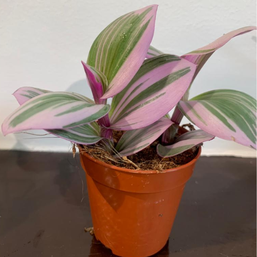 Plant Tradescantia (Vaderplant)