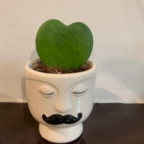 Plant Hoya
