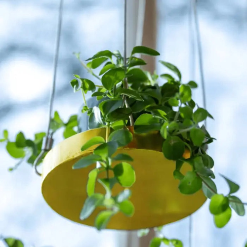 Esschert Design Plantenblad hangend rond S goudkleurig