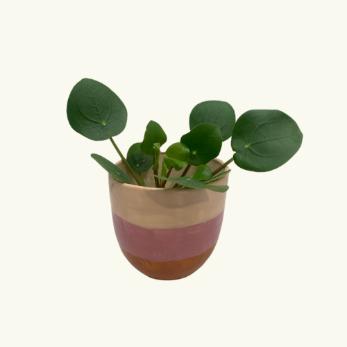 Bloempotje Roze-wit terra potje