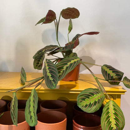 Plant Maranta leuconeura Fascinator
