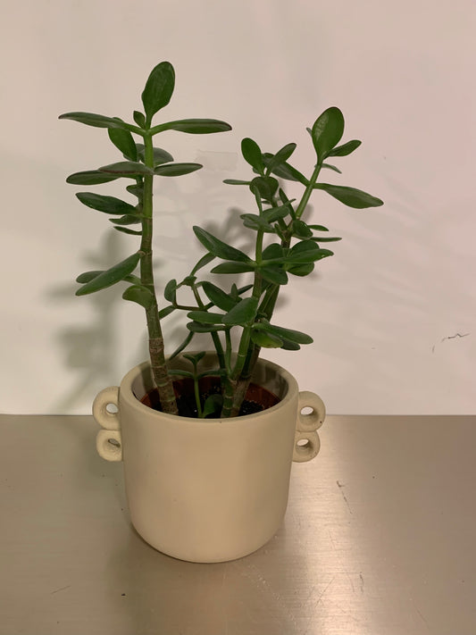 Plant Crassula
