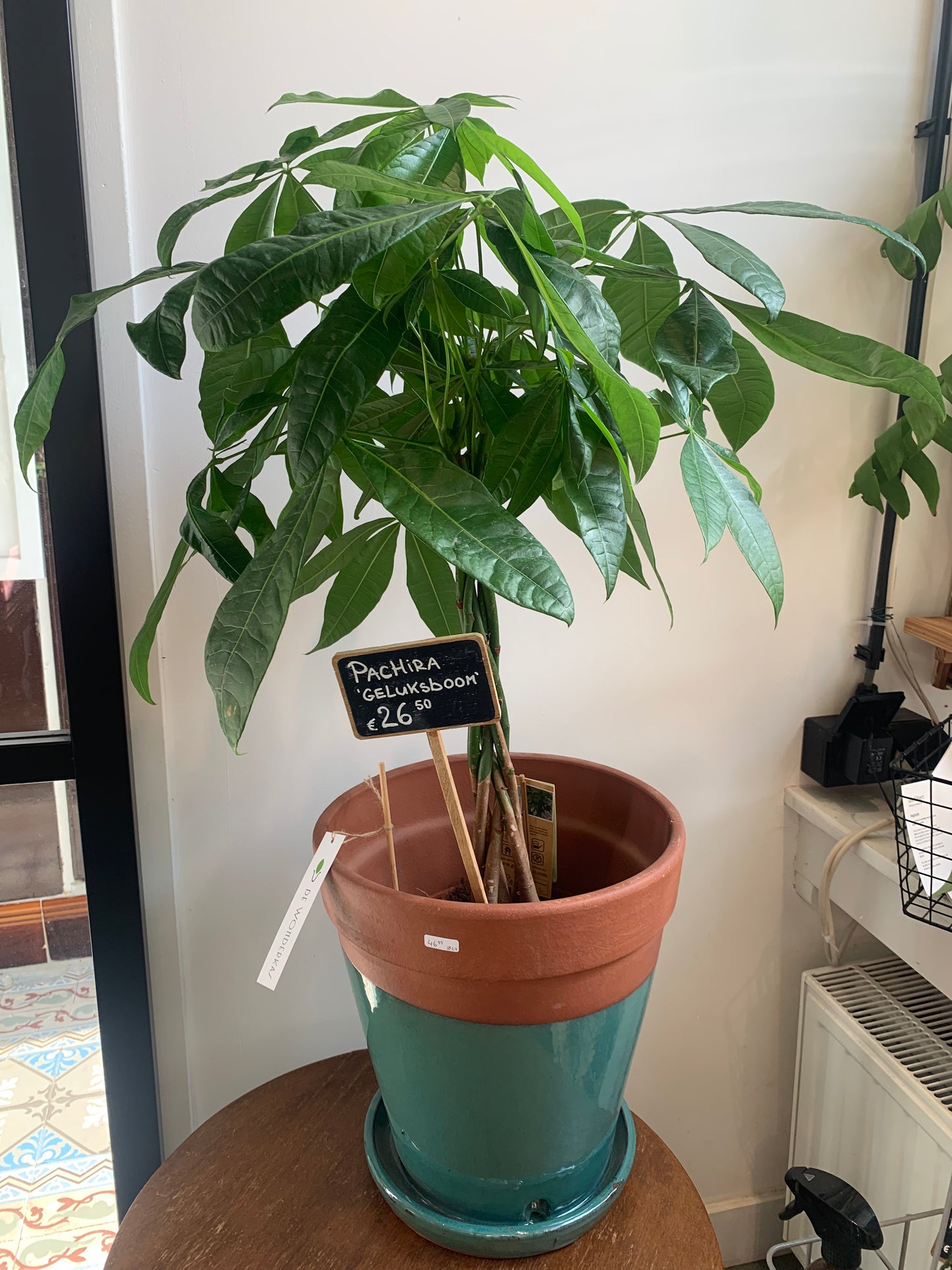 Plant Pachira (Geluksplant)