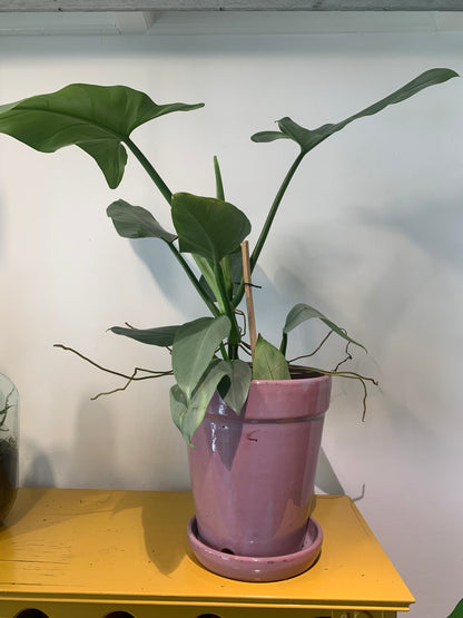 Plant Philodendron Silver Queen