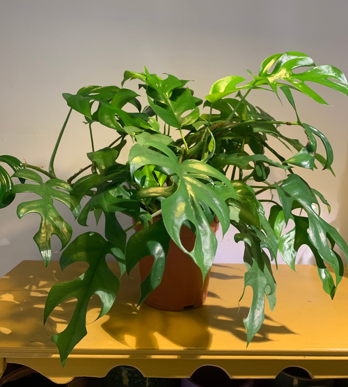 Plant Monstera minima ( Gatenplant)