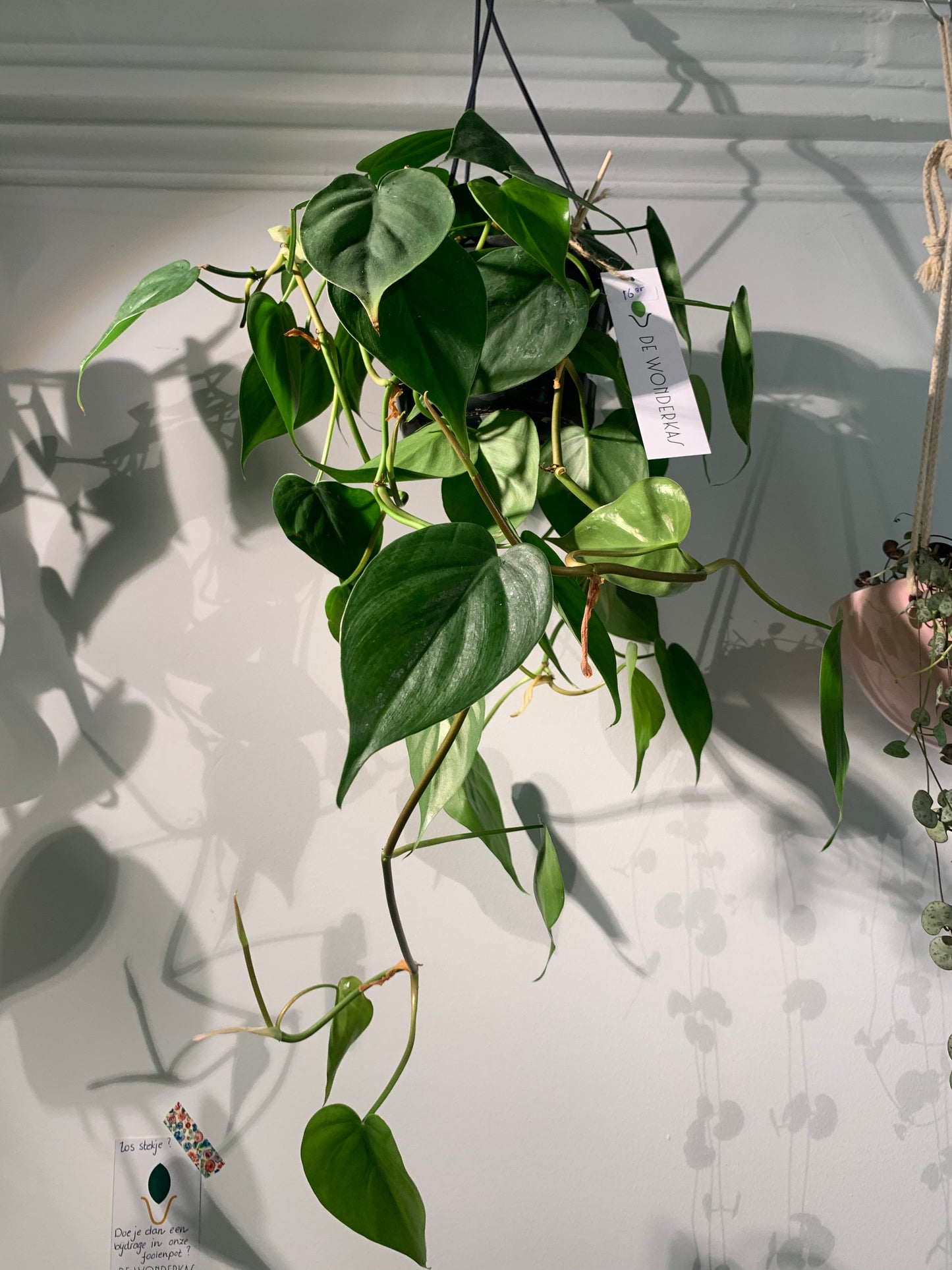 Plant Philodendron