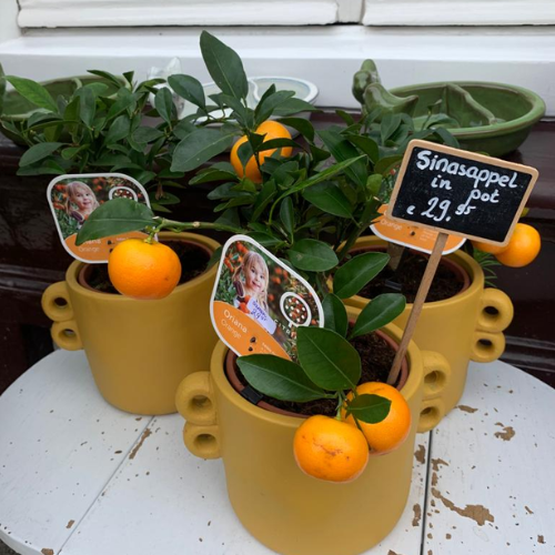 Plant Sinaasappel plant