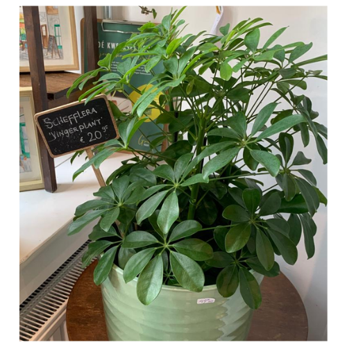 Plant Schefflera (vingerplant)