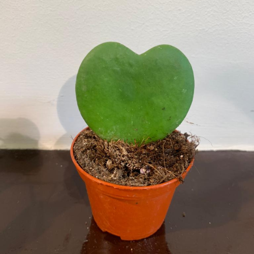 Plant Hoya